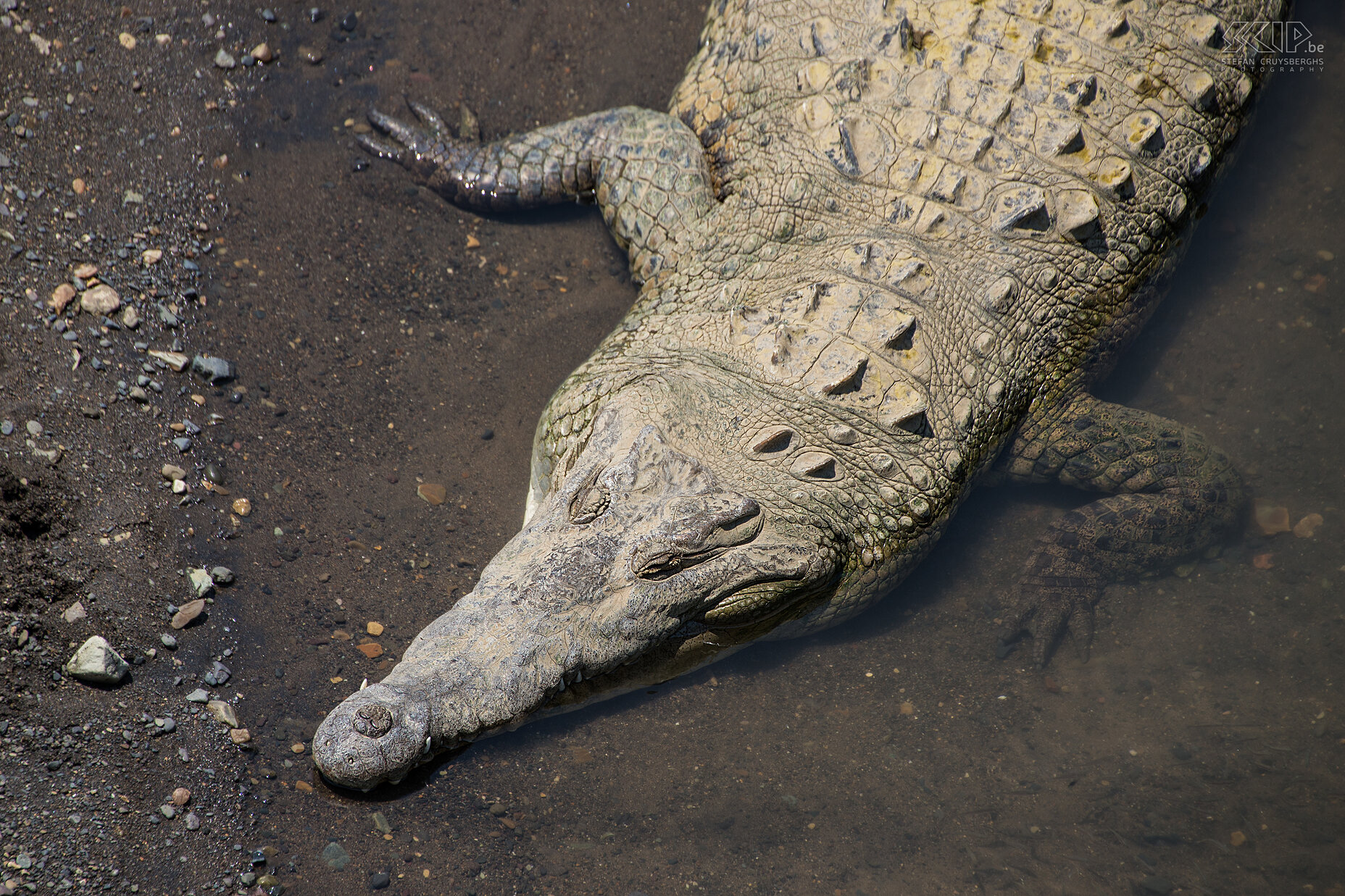 Tarcoles bridge - American crocodile Impressive American crocodile at the river at the Tarcoles bridge. Stefan Cruysberghs